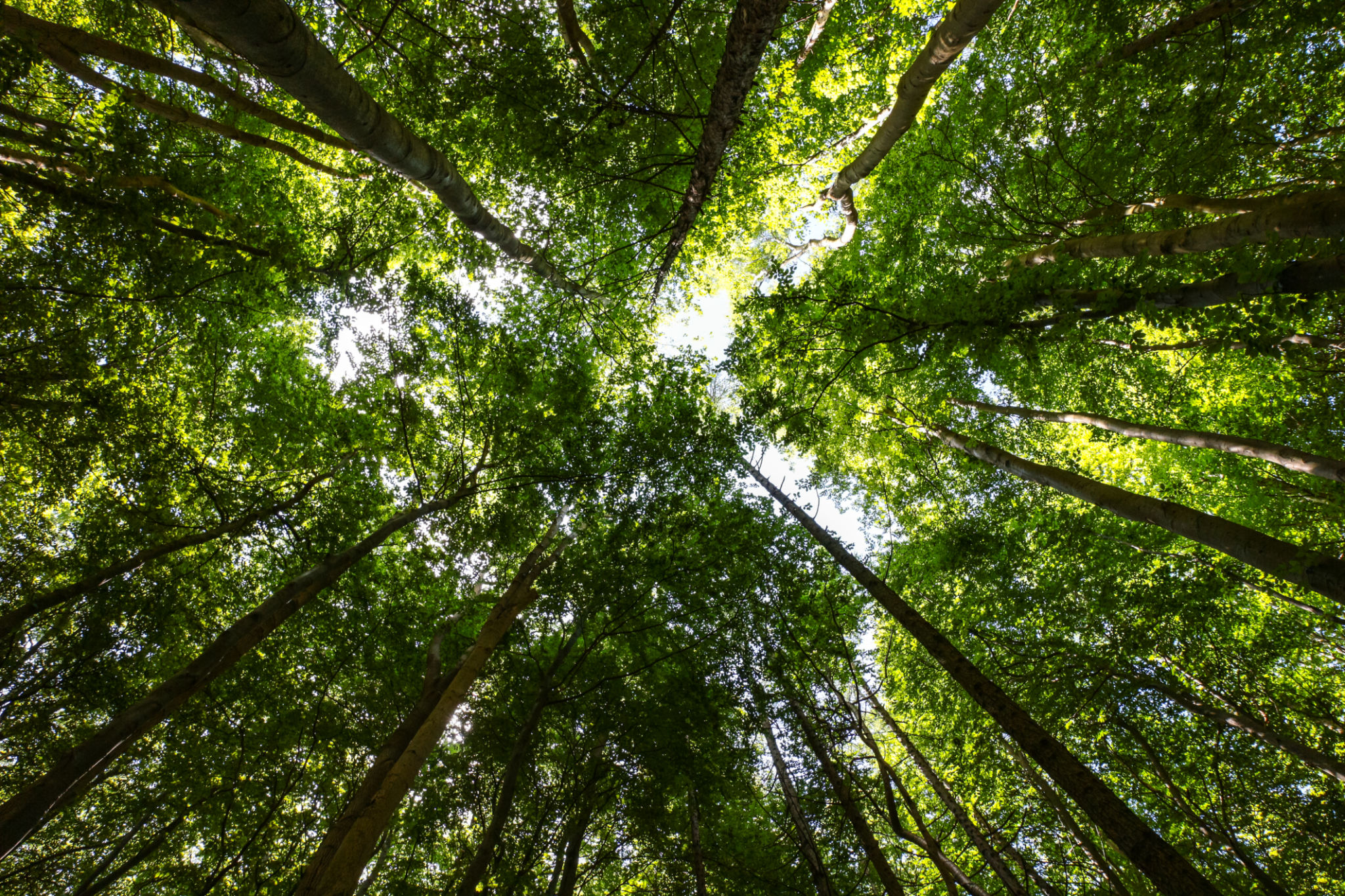 canopy trees
