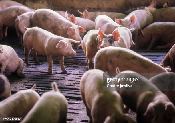 porks in farm pigpen - domestic pig stock pictures, royalty-free photos & images