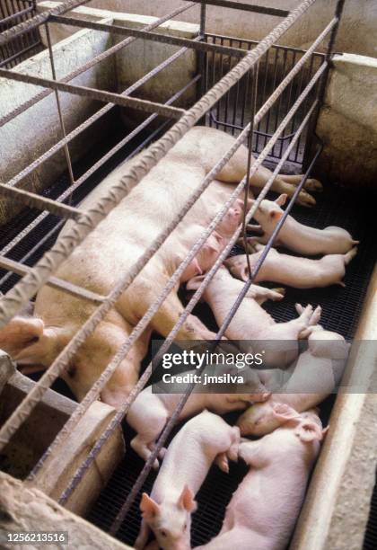 piglet sucking milk from mother pig in pigpen - sow pig stock pictures, royalty-free photos & images