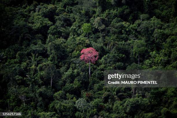 General view of the Amazon rainforest as seen from the city of Canaa dos Carajas, Para state, Brazil on May 17, 2023.