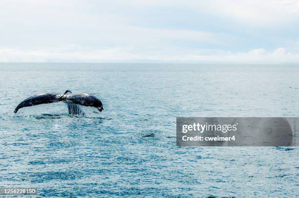 whale tail breaching - aleta de cola aleta fotografías e imágenes de stock