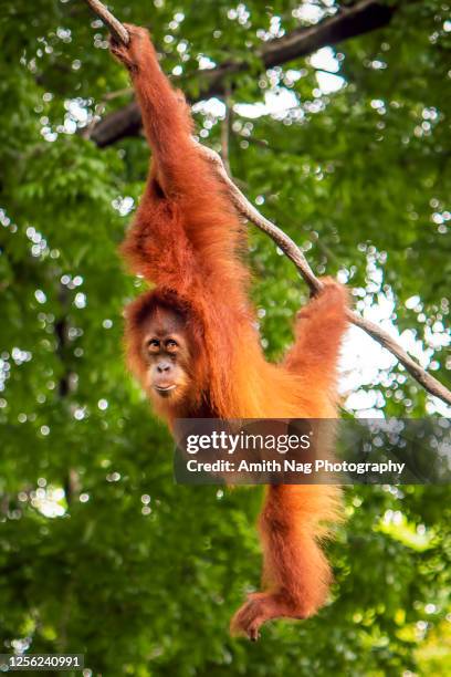 an orangutan having fun with swinging - 婆羅洲島 個照片及圖片檔