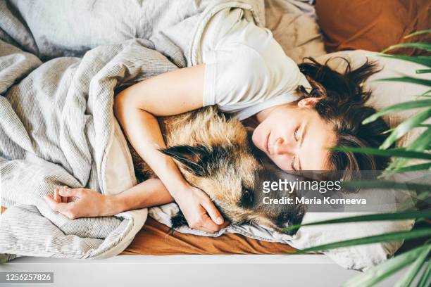 woman in white t-shirt strokes large old grey dog lying in comfortable bed - sleeping dog stock pictures, royalty-free photos & images