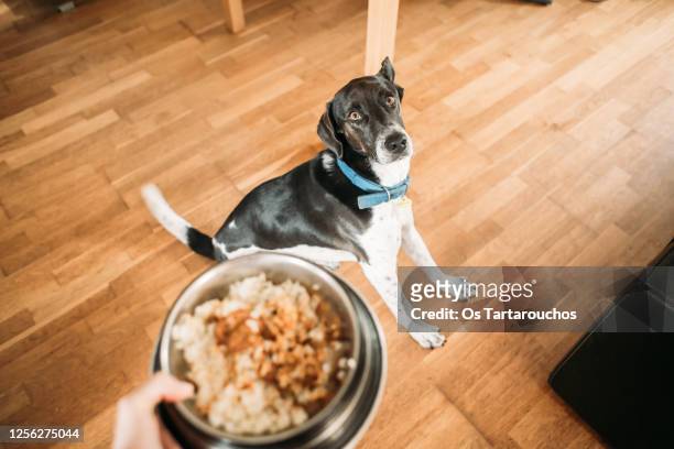 black and white dog seated awaiting for its food bowl - hundefutter stock-fotos und bilder