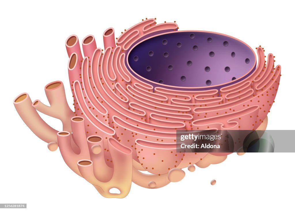 Endoplasmic Reticulum Radiograph The Endoplasmic Reticulum High-Res Vector Graphic - Getty Images