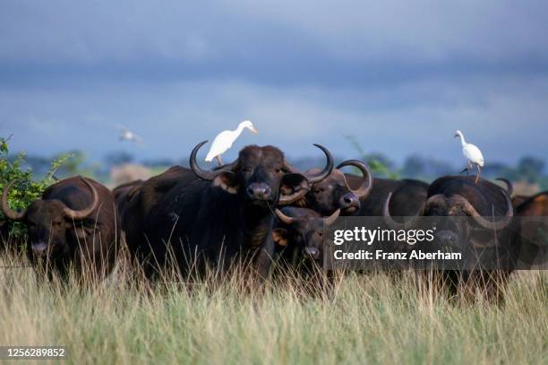 buffalo and cattle egret, meru national park, kenya - cattle egret fotografías e imágenes de stock