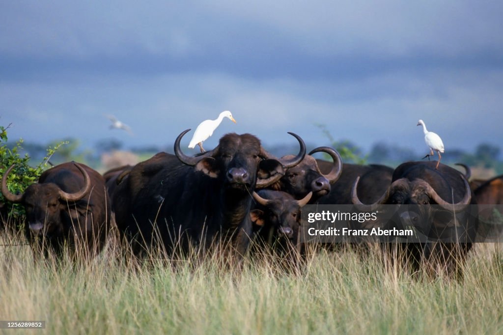 Buffalo and cattle egret, Meru National Park, Kenya