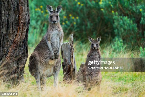 a kangaroo and a joey in rural victoria | australia - wallaby stock pictures, royalty-free photos & images