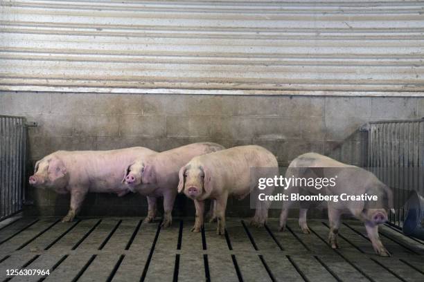 pigs in a pen - enclosure stock pictures, royalty-free photos & images