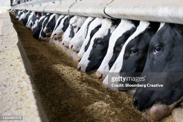 dairy cows feeding - trough - fotografias e filmes do acervo