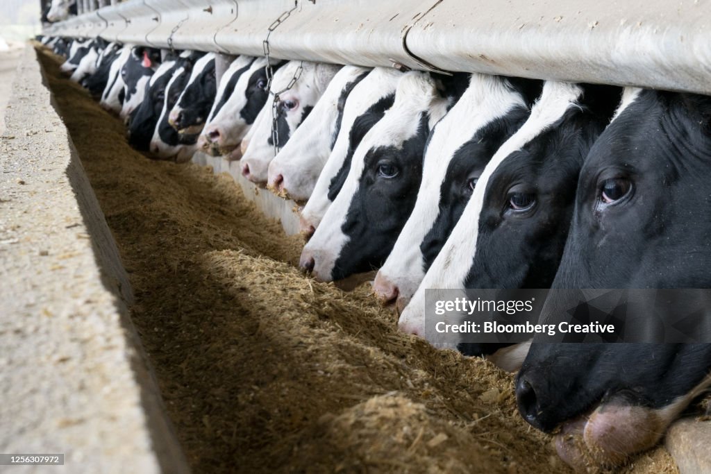 Dairy Cows Feeding