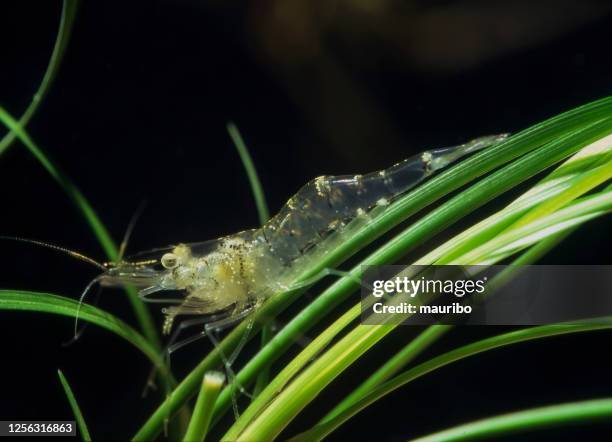 freshwater grass shrimp (palaemonetes antennarius) - freshwater stock pictures, royalty-free photos & images