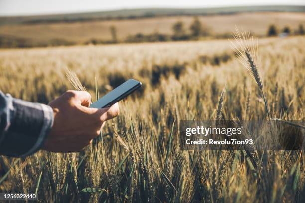 unrecognizable young farmer use a smartphone in the wheat field - precision agriculture stock pictures, royalty-free photos & images