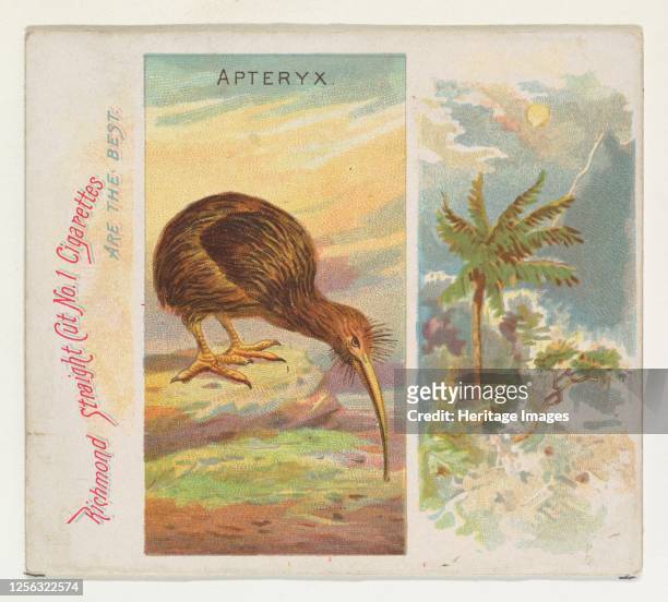 Apteryx, from Birds of the Tropics series for Allen & Ginter Cigarettes, 1889. Artist Allen & Ginter.