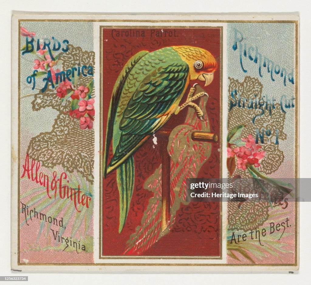 Carolina Parrot