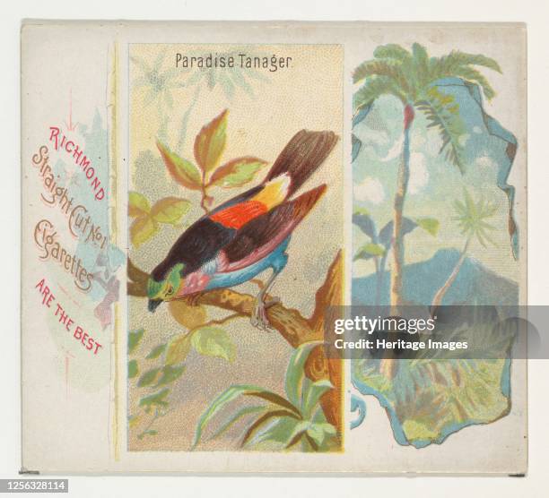 Paradise Tanager, from Birds of the Tropics series for Allen & Ginter Cigarettes, 1889. Artist Allen & Ginter.