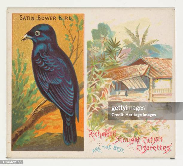 Satin Bower Bird, from Birds of the Tropics series for Allen & Ginter Cigarettes, 1889. Artist Allen & Ginter.