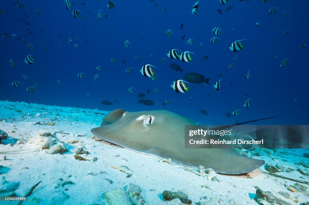 Pink Whipray, Pateobatis fai, North Male Atoll, Indian Ocean, Maldives - 02/03/2020