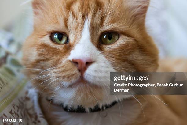 a cool yellow / orange tabby cat - cool cat stockfoto's en -beelden