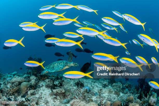 shoal of yellowback fusilier, caesio xanthonota, ari atoll, indian ocean, maldives - 02/03/2020 - yellowback fusilier bildbanksfoton och bilder