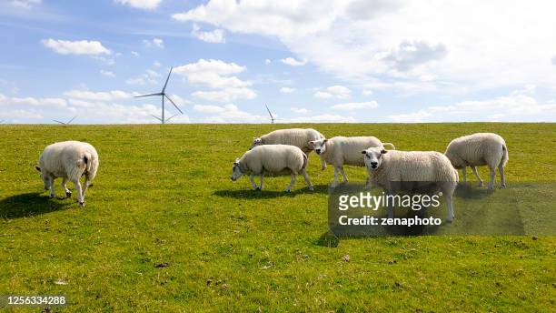 kudde schapen, windturbines en wolkenlandschap - dyke stockfoto's en -beelden