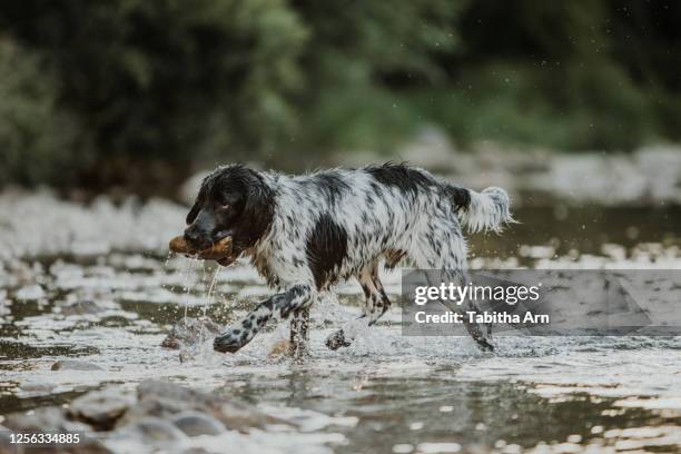 schwarz weisser hund rennt spielt im wasser - wasser splash fotografías e imágenes de stock