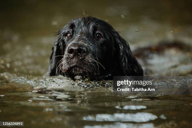 schwarzer hund schwimmt im wasser bach fluss - wasser splash fotografías e imágenes de stock