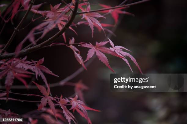 otoño en los árboles - japanese threadleaf maple tree stock pictures, royalty-free photos & images