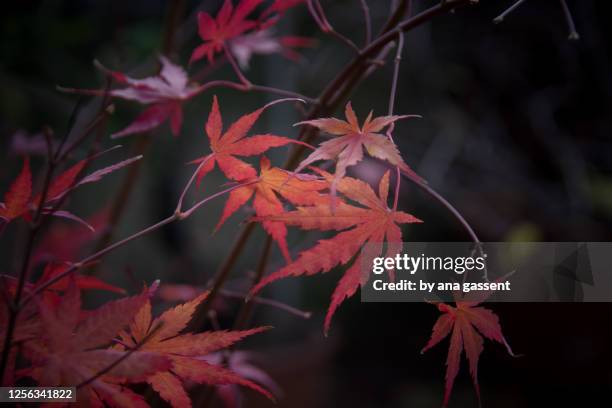 otoño en los árboles - japanese threadleaf maple tree stock pictures, royalty-free photos & images