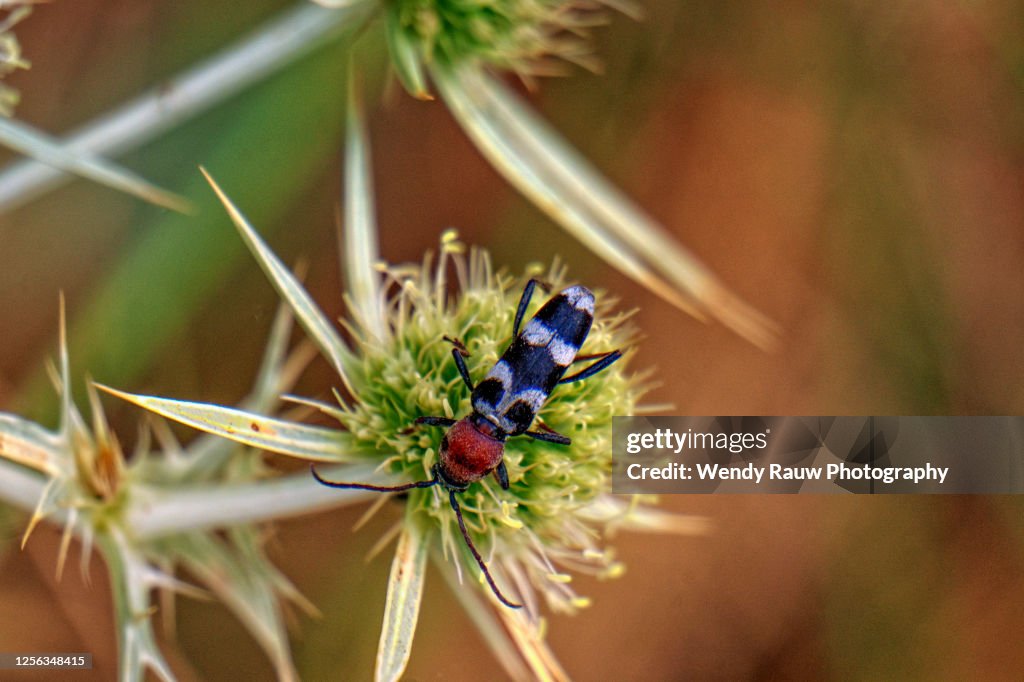 Chlorophorus trifasciatus, Clytini, longhorn beetle