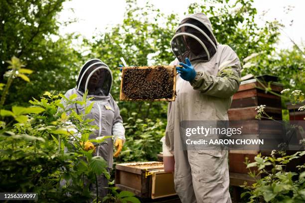 Royal beekeepers John House and Caroline Geheran handle a frame from one of the hives in the gardens of Buckingham Palace in London on May 18, 2023....