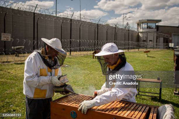Prisoners harvest honey from beehives at the courtyard of Hermanice prison in Ostrava, Czech Republic, 11 May 2023. Hermanice is one of several...