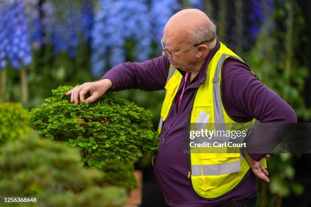 Man checks a bonsai tree ahead of the 2023 Chelsea Flower Show on May 20, 2023 in London, England. The Chelsea Flower Show, also known as the Great...