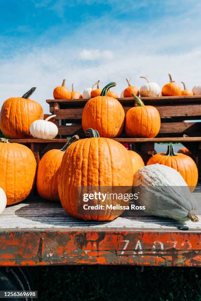 pumpkins and gourds. - pumpkin patch stock pictures, royalty-free photos & images