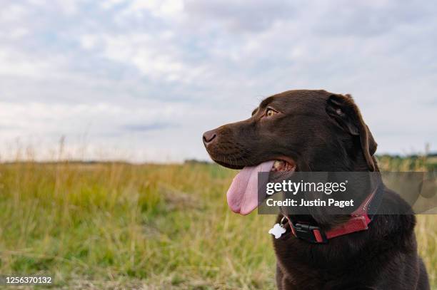 profile shot of a happy chocolate labrador - dog collar foto e immagini stock