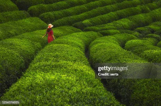 Tea Sea 3,605 Tea Sea Stock Photos, High-Res Pictures, and Images - Getty Images