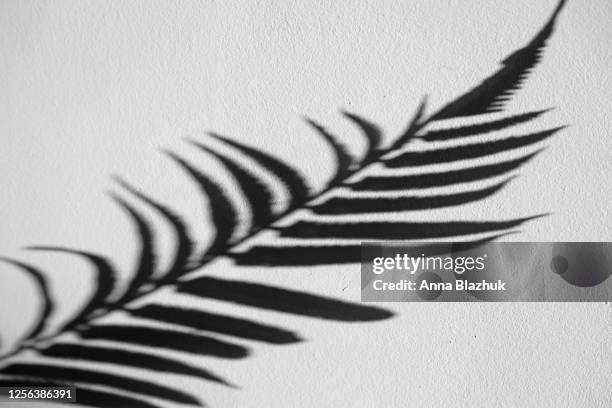 shadow of palm leaf on the wall. trendy summer background. overlay effect. - blak and white leaves fotografías e imágenes de stock