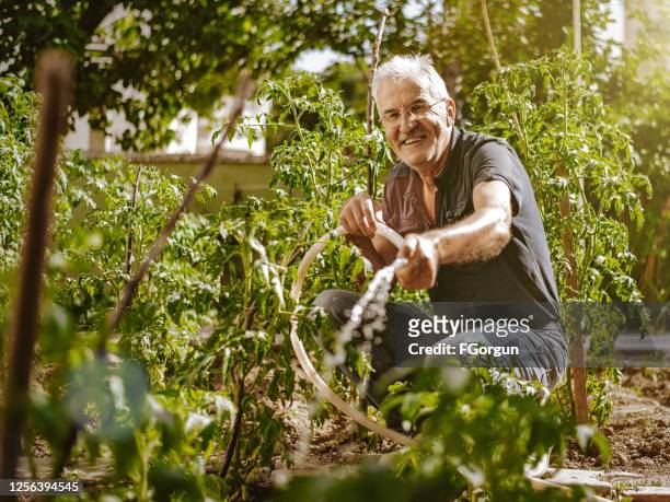 hogere landbouwer die in de tuin watert - tuinslang stockfoto's en -beelden