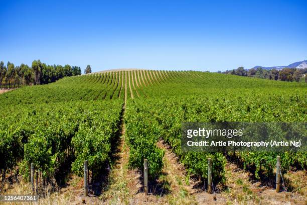vineyards at barossa valley, south australia - vineyard australia stock pictures, royalty-free photos & images