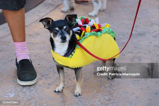 dog in a mexican costume - animal costume stock-fotos und bilder