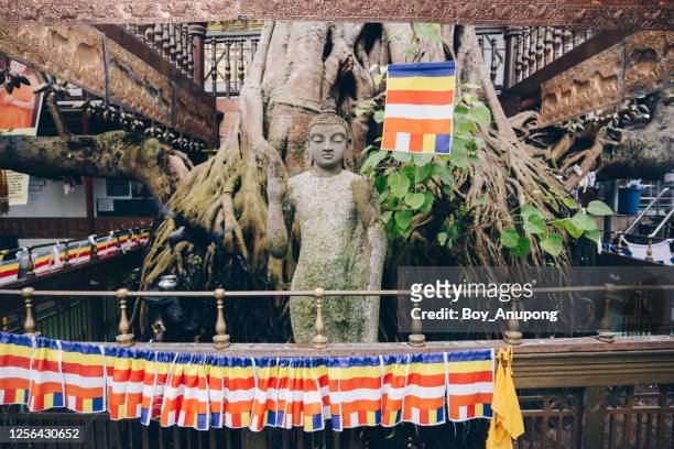 the stone buddha under big bodhi tree in gangaramaya temple of colombo the capital city of sri lanka. - mahabodhi temple stock pictures, royalty-free photos & images