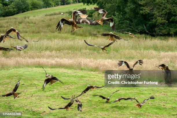 Red kites descend on Gigrin Farm Red Kite Feeding Centre on July 15, 2020 in Rhayder, United Kingdom. As the pandemic lockdown eases in Wales, the...
