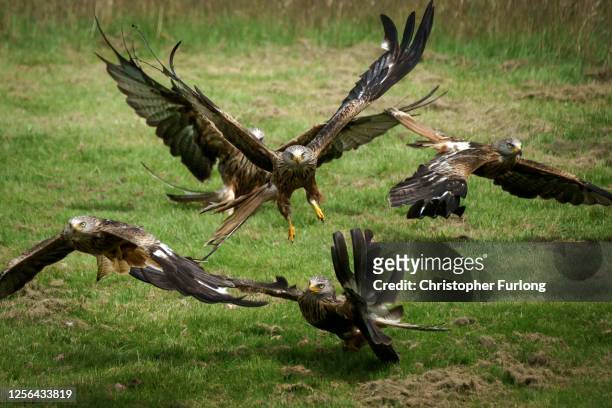 Red kites descend on Gigrin Farm Red Kite Feeding Centre on July 15, 2020 in Rhayder, United Kingdom. As the pandemic lockdown eases in Wales, the...