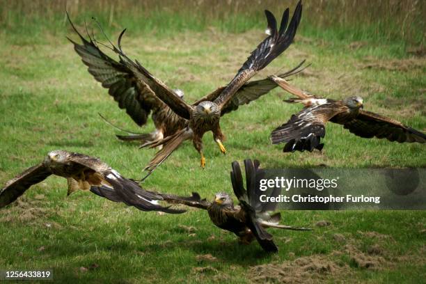 Red kites descend on Gigrin Farm Red Kite Feeding Centre on July 15, 2020 in Rhayder, United Kingdom. As the pandemic lockdown eases in Wales, the...