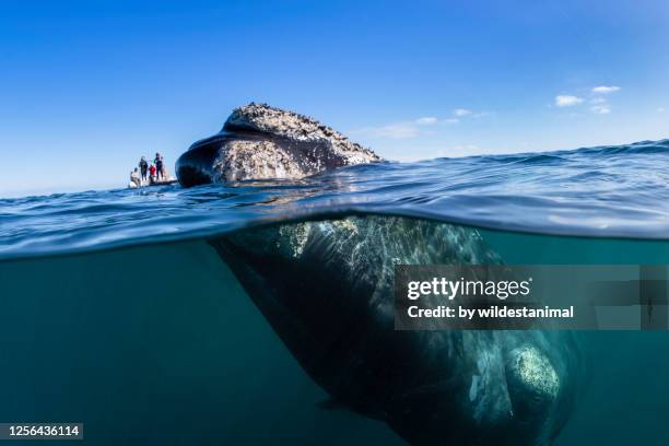 split level view of a curious southern right whale with a whale watching boat in the background, nuevo gulf, valdes peninsula, argentina, a unesco world heritage site.. - wal stock-fotos und bilder