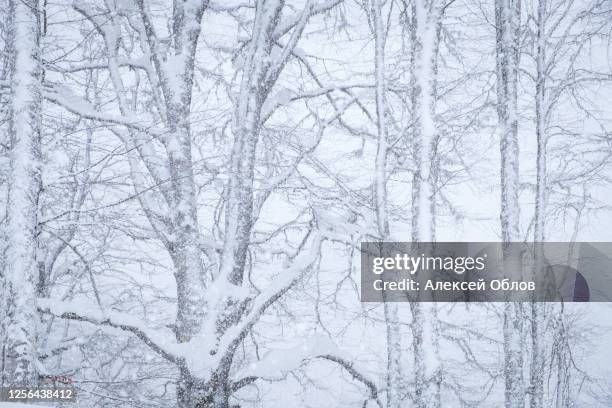 forest after a heavy snowfall. winter landscape. - january background stock-fotos und bilder