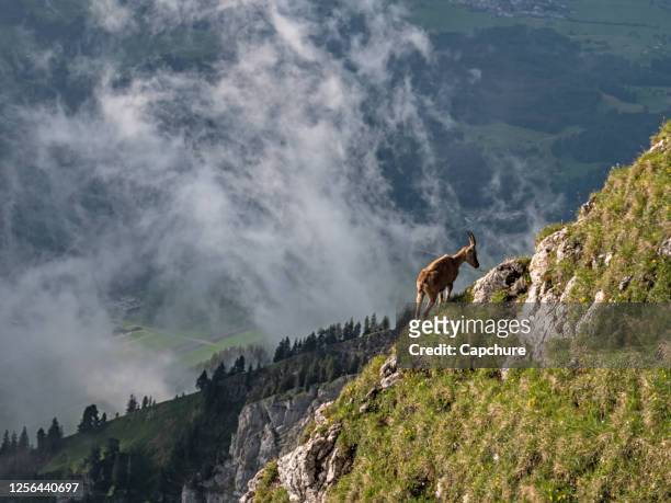 shots of a wild ibex mountain goat gazing on grass on a cliff side in the high alps in the pilatus region of switzerland. - swiss ibex stockfoto's en -beelden