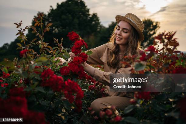 kvinnlig florist beskärning ros växter - beskära bildbanksfoton och bilder