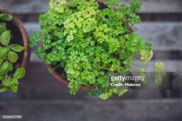 close-up of potted parsley and basil - curly parsley stock pictures, royalty-free photos & images