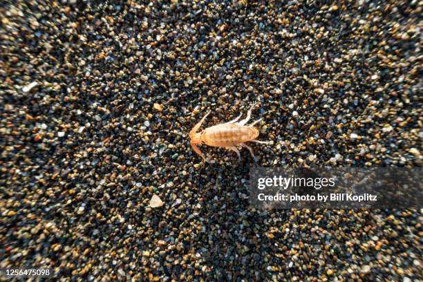 sand flea on the beach - flea stock-fotos und bilder